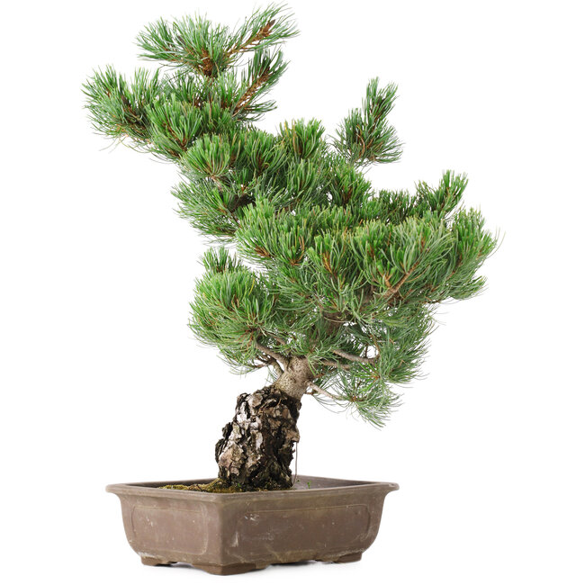 Pinus parviflora, 50 cm, ± 20 anni