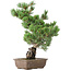 Pinus parviflora, 50 cm, ± 20 jaar oud