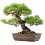 Pinus Thunbergii, 45 cm, ± 20 anni