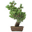 Pinus parviflora, 50 cm, ± 20 ans