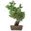 Pinus parviflora, 50 cm, ± 20 jaar oud