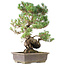 Pinus parviflora, 45 cm, ± 20 anni