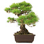 Pinus Thunbergii, 45 cm, ± 20 ans