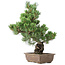 Pinus parviflora, 50 cm, ± 20 ans