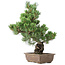 Pinus parviflora, 50 cm, ± 20 jaar oud