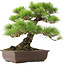 Pinus Thunbergii, 45 cm, ± 20 años