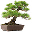 Pinus Thunbergii, 45 cm, ± 20 years old