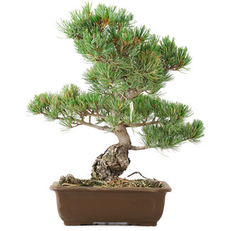 Pinus parviflora, 38 cm, ± 20 jaar oud