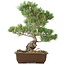 Pinus parviflora, 38 cm, ± 20 years old