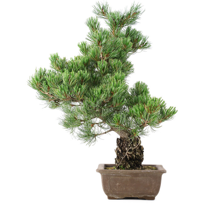 Pinus parviflora, 50 cm, ± 20 jaar oud