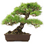 Pinus Thunbergii, 45 cm, ± 20 jaar oud