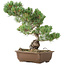 Pinus parviflora, 38 cm, ± 20 anni