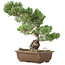 Pinus parviflora, 38 cm, ± 20 jaar oud