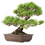 Pinus Thunbergii, 45 cm, ± 20 anni