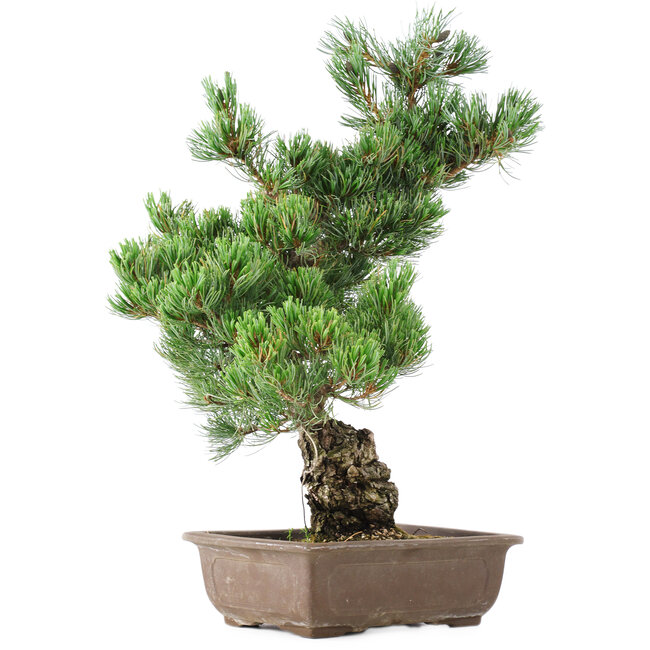 Pinus parviflora, 50 cm, ± 20 jaar oud