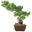 Pinus parviflora, 38 cm, ± 20 anni