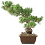 Pinus parviflora, 38 cm, ± 20 jaar oud