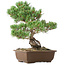 Pinus parviflora, 38 cm, ± 20 years old