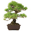 Pinus Thunbergii, 45 cm, ± 20 anni