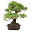 Pinus Thunbergii, 45 cm, ± 20 jaar oud