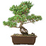 Pinus parviflora, 38 cm, ± 20 jaar oud