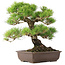 Pinus Thunbergii, 45 cm, ± 20 anni