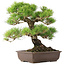 Pinus Thunbergii, 45 cm, ± 20 jaar oud