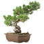 Pinus parviflora, 38 cm, ± 20 years old