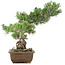 Pinus parviflora, 38 cm, ± 20 ans