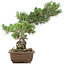 Pinus parviflora, 38 cm, ± 20 jaar oud