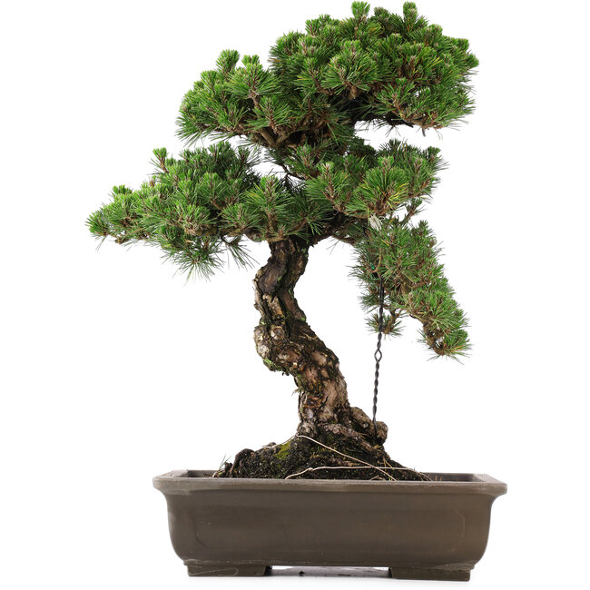 Pinus Thunbergii Senjumaru, 65 cm, ± 25 años, en maceta con el pie astillado