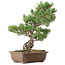 Pinus parviflora, 38 cm, ± 20 anni