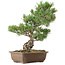 Pinus parviflora, 38 cm, ± 20 años