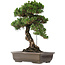Pinus Thunbergii Senjumaru, 65 cm, ± 25 ans, dans un pot au pied ébréché