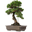 Pinus Thunbergii Senjumaru, 65 cm, ± 25 jaar oud, in pot met afgebroken voet