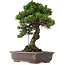 Pinus Thunbergii Senjumaru, 65 cm, ± 25 jaar oud, in pot met afgebroken voet