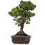 Pinus Thunbergii Senjumaru, 65 cm, ± 25 jaar oud, in pot met afgebroken voet