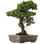 Pinus Thunbergii Senjumaru, 65 cm, ± 25 jaar oud, in pot met afgebroken voet