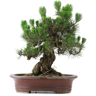 Pinus Thunbergii Kotobuki, 46 cm, ± 25 ans