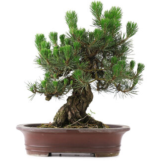 Pinus Thunbergii Kotobuki, 46 cm, ± 25 years old
