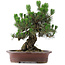 Pinus Thunbergii Kotobuki, 46 cm, ± 25 ans