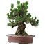 Pinus Thunbergii Kotobuki, 46 cm, ± 25 jaar oud