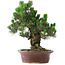 Pinus Thunbergii Kotobuki, 46 cm, ± 25 años