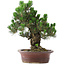 Pinus Thunbergii Kotobuki, 46 cm, ± 25 years old