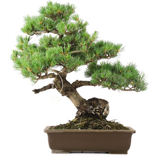 Pinus parviflora, 49 cm, ± 25 anni