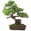 Pinus parviflora, 49 cm, ± 25 years old