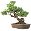 Pinus parviflora, 49 cm, ± 25 jaar oud