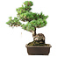 Pinus parviflora, 49 cm, ± 25 jaar oud