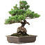 Pinus parviflora, 49 cm, ± 25 years old