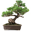 Pinus parviflora, 49 cm, ± 25 jaar oud